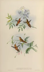 Phaethornis ruber nigricinctus